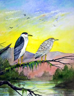 “Black Crowned Night Herons”