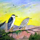 “Black Crowned Night Herons”