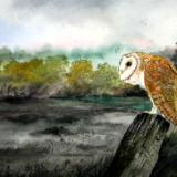 “Barn Owl”