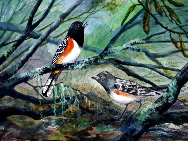 “Spotted Towhees”