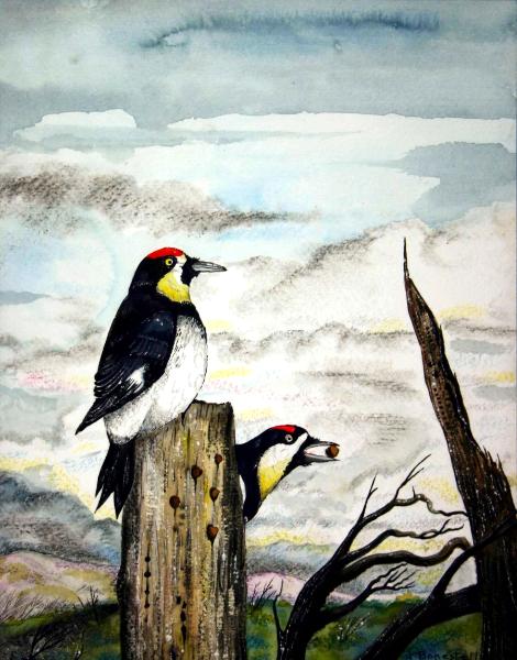“Acorn Woodpeckers”