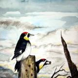 “Acorn Woodpeckers”