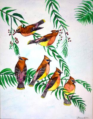 “Cedar Waxwings”